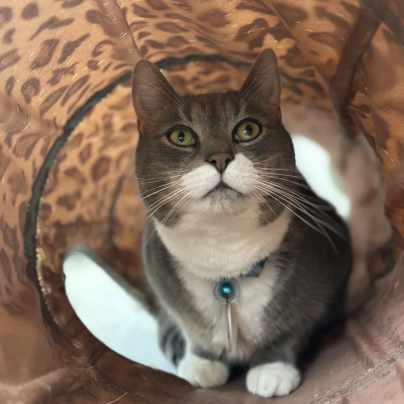 An adult large-sized male Gray / Blue / Silver Domestic Short Hair cat named BF Benjamin for adoption in Port Washington, NY