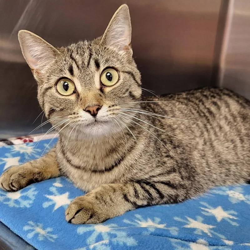 A young medium-sized female Tabby (Brown / Chocolate) Domestic Short Hair cat named Freyja for adoption in Chilton, WI