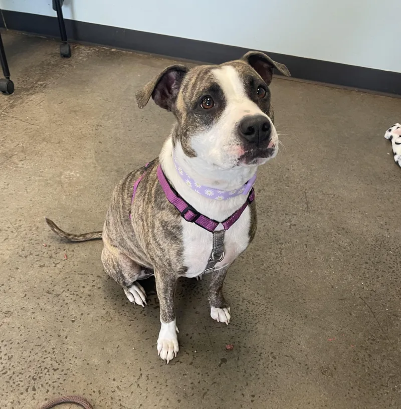 A young medium-sized female Brindle Mixed Breed dog named Zena for adoption in Mishawaka, IN