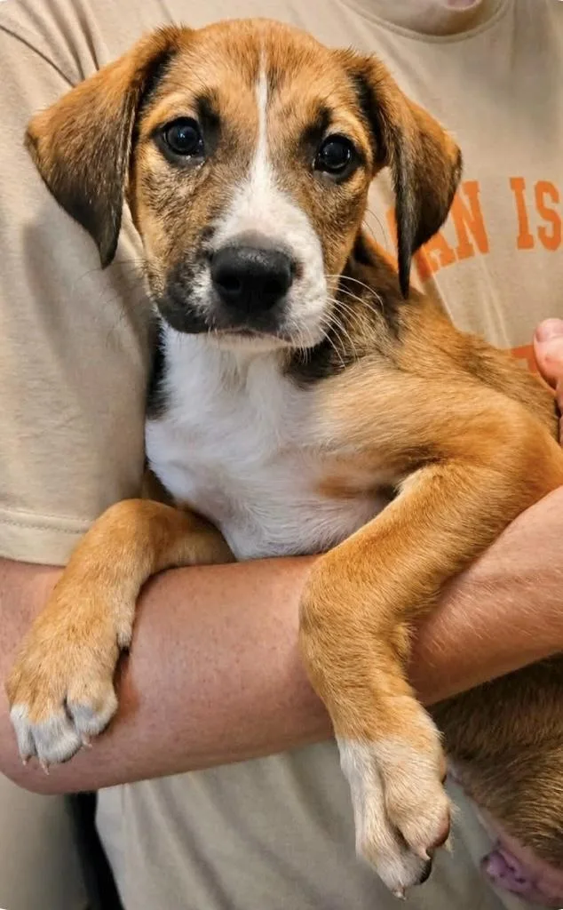A baby medium-sized male Labrador Retriever dog named Bakers Mann for adoption in Manchester, CT