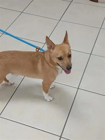 An adult small-sized male Cardigan Welsh Corgi dog named Koda for adoption in Largo, FL