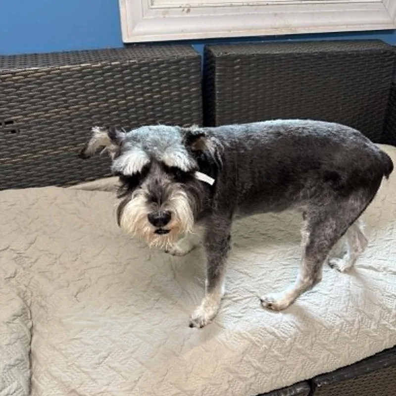 An adult small-sized male Miniature Schnauzer dog named Howlie Mandell for adoption in Sunderland, MD