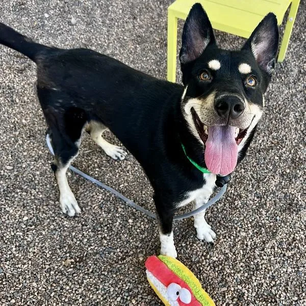 A young large-sized male Husky dog named Cowboy for adoption in Mesa, AZ