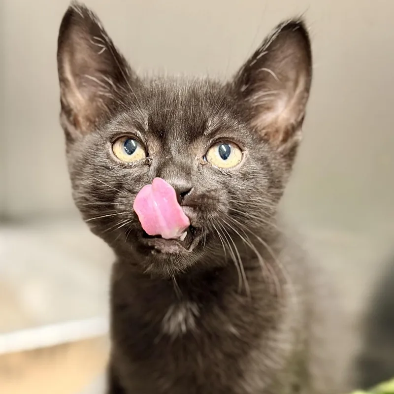 A baby medium-sized male Black Domestic Short Hair cat named Sandman for adoption in Jackson, NJ