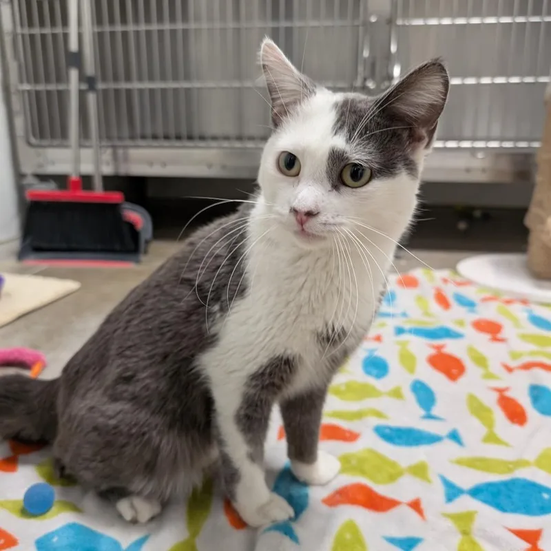 A young small-sized male Gray / Blue / Silver Domestic Short Hair cat named Daffodill Pickle for adoption in York, PA