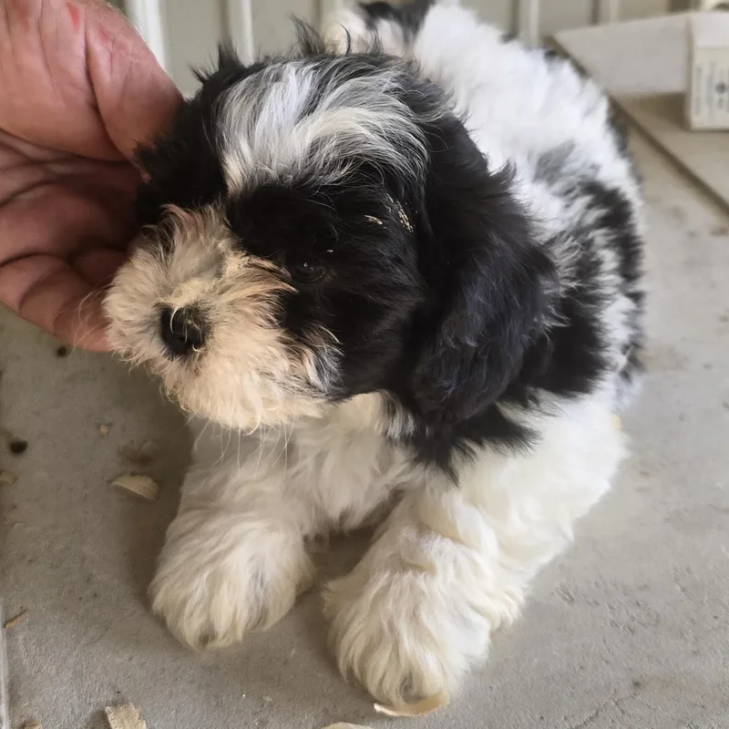 A baby small-sized female Black Bichon Frise dog named Jazzy for adoption in Zaleski, OH