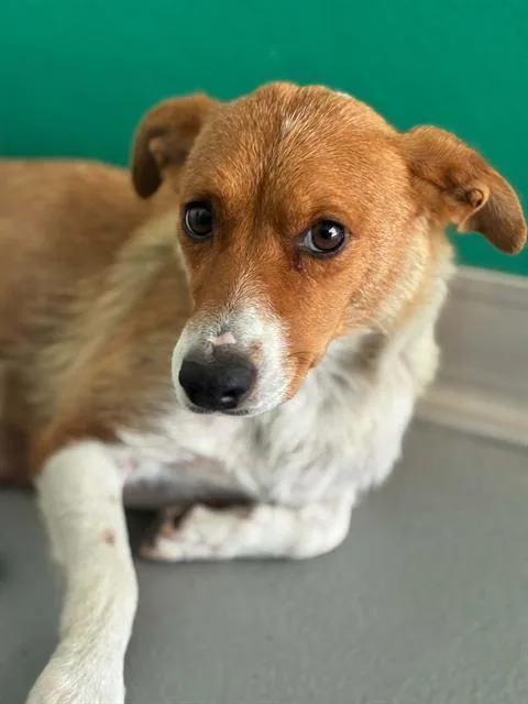 A young small-sized female Australian Cattle Dog / Blue Heeler dog named A for adoption in Visalia, CA