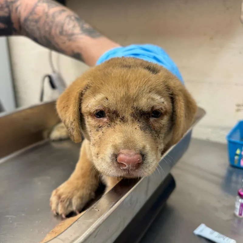 A baby small-sized female Labrador Retriever dog named Darla for adoption in Birmingham, AL
