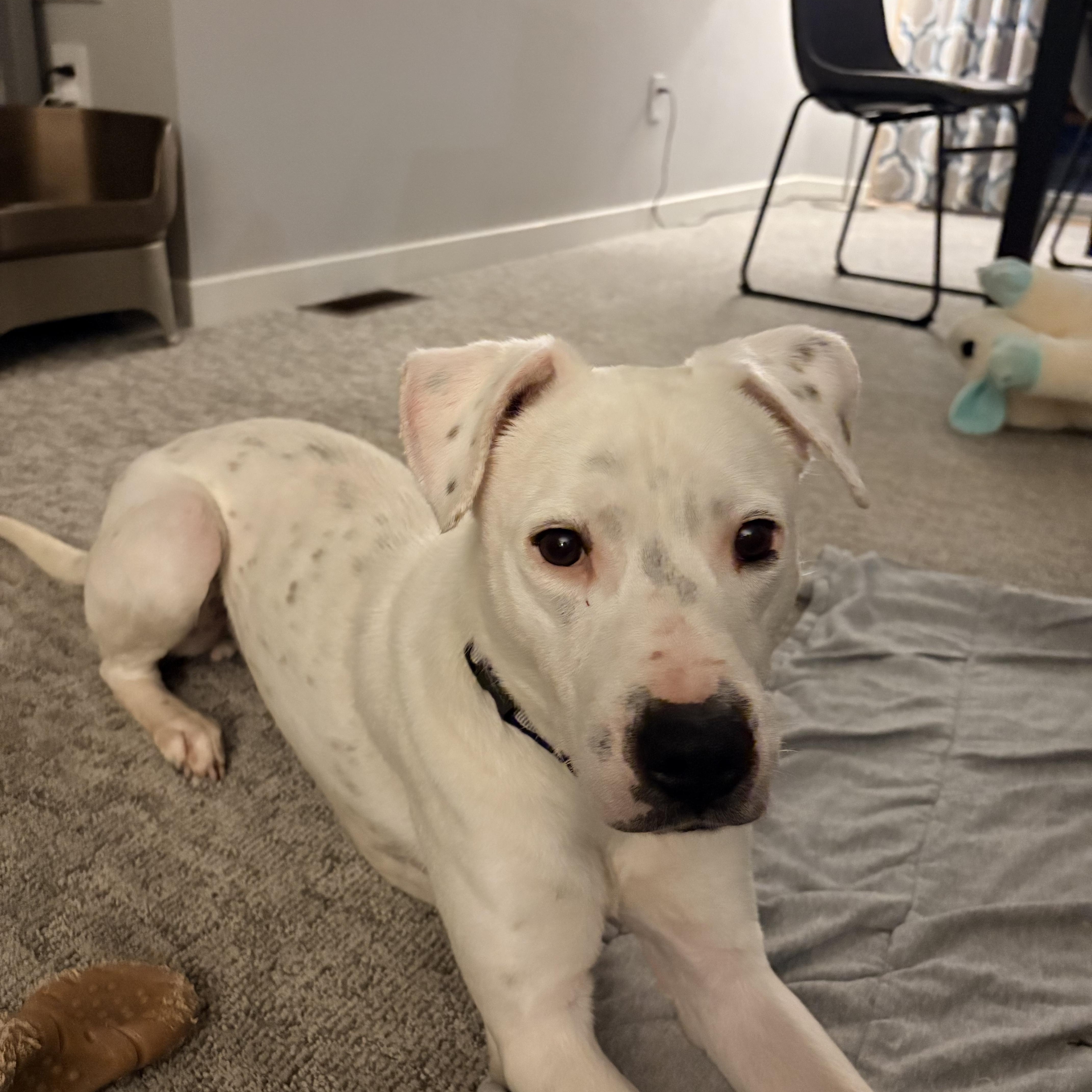 A young medium-sized male White / Cream Dalmatian dog named Bronson for adoption in lynnwood , WA