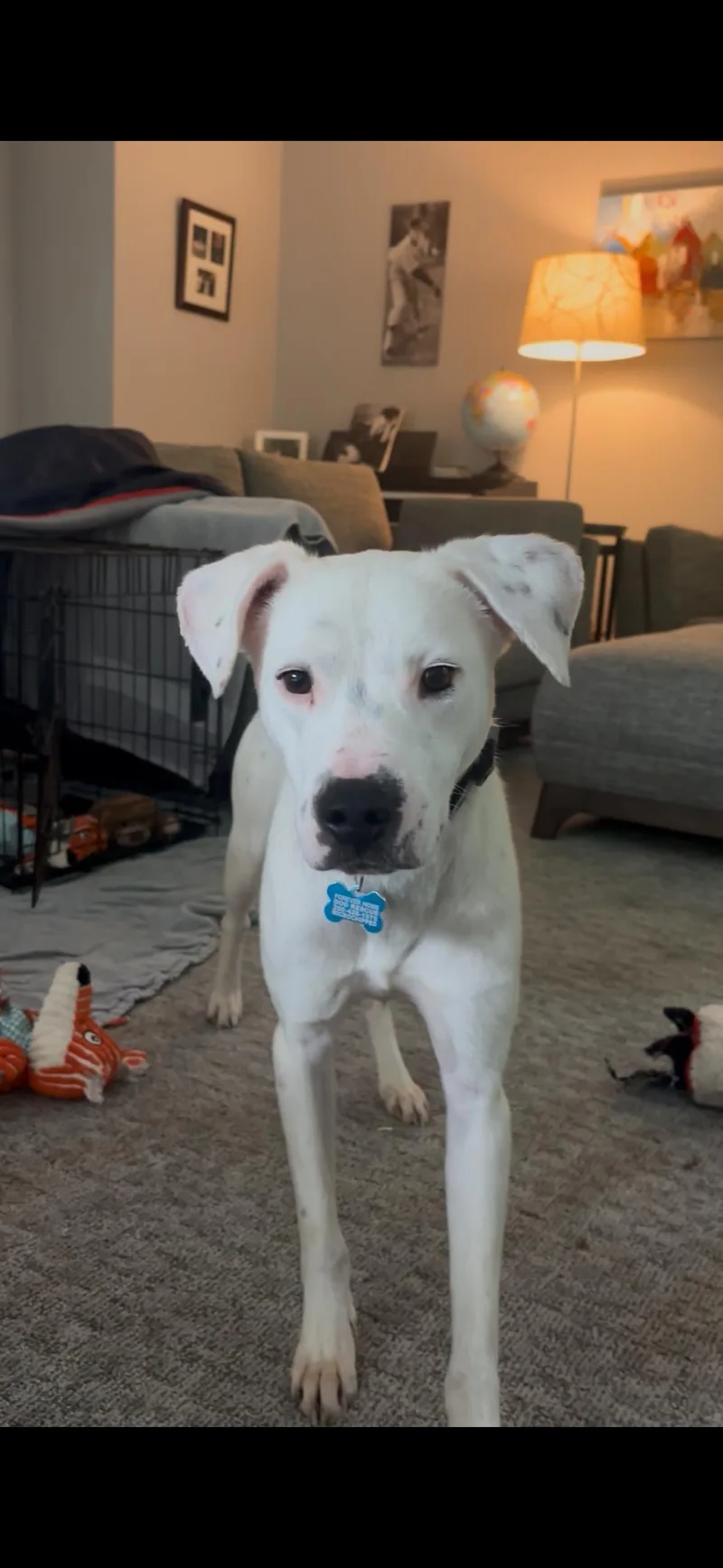 Bronson thumbnail 5