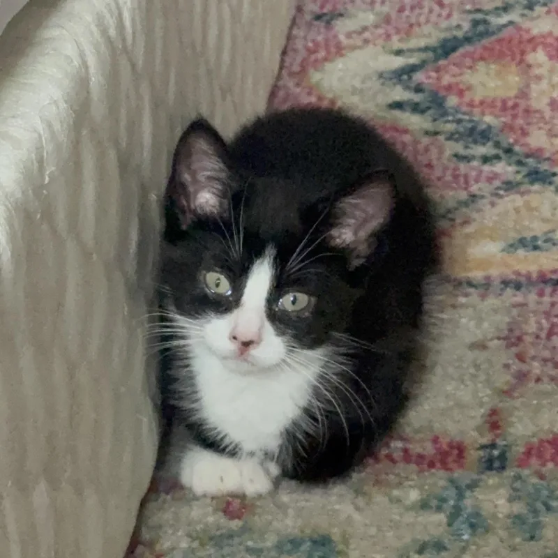Extra Toes Equinox