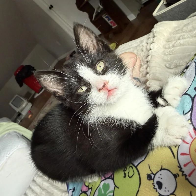 Extra Toes Equinox thumbnail 3