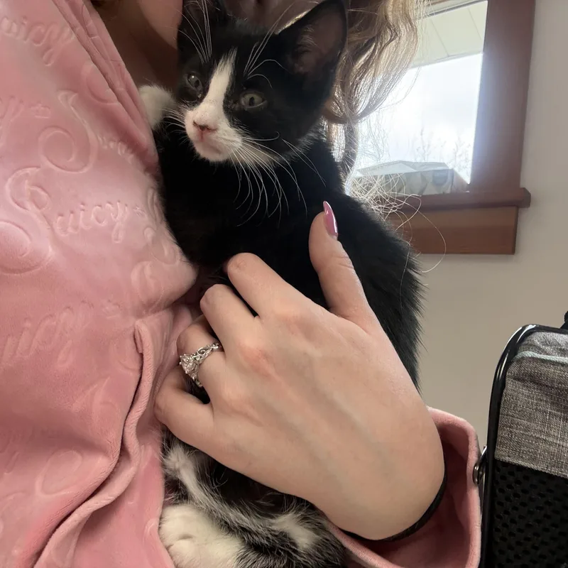 Extra Toes Equinox thumbnail 5