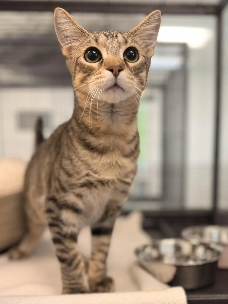 A young medium-sized male Domestic Short Hair cat named Oatmeal for adoption in Sanford, FL