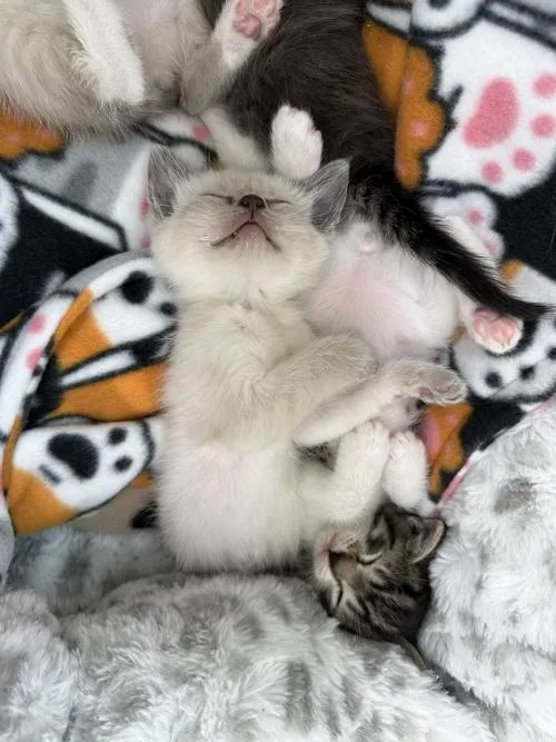 Ivory Baby Bonded Wsnow thumbnail 2