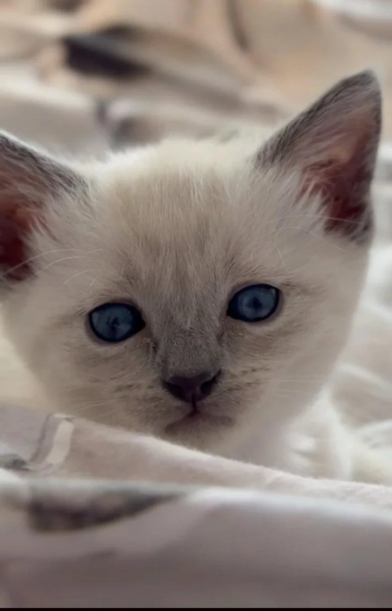 Ivory Baby Bonded Wsnow thumbnail 3