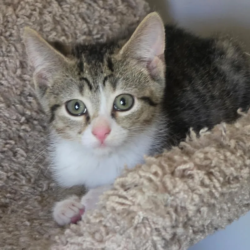 A baby small-sized female Brown / Chocolate Domestic Short Hair cat named Lizzie for adoption in La Grange, KY