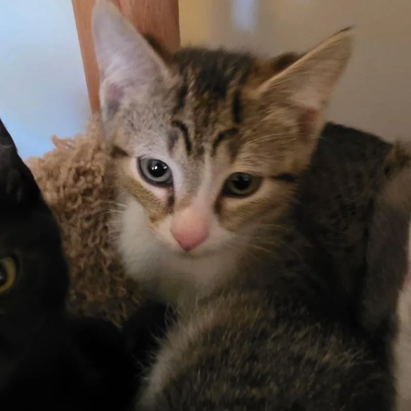 Lizzie thumbnail 4