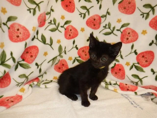 A baby small-sized male Domestic Short Hair cat named Jinx for adoption in San Jose, CA