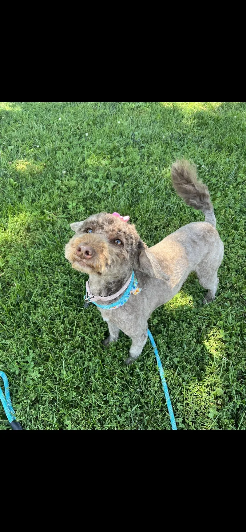 An adult small-sized female Labradoodle dog named Molly for adoption in Sherman, IL