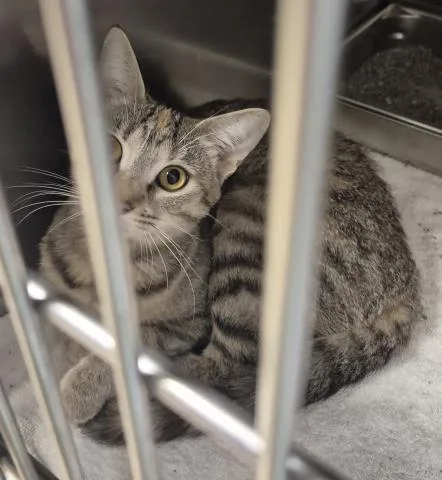 A young medium-sized female Domestic Short Hair cat named Ellie for adoption in Decatur, IL