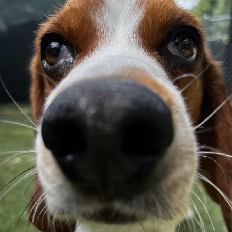 Beau