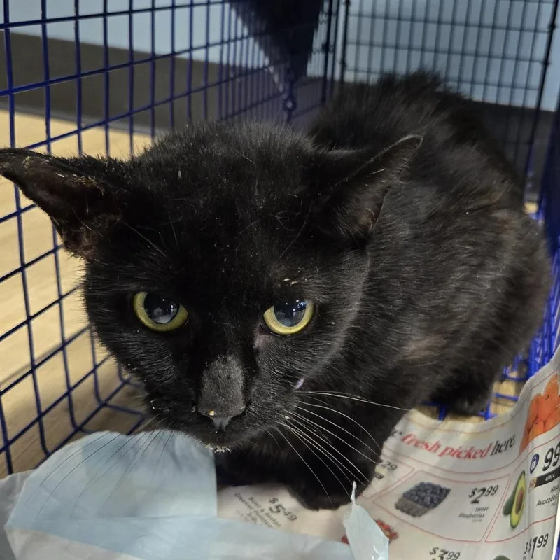 An adult medium-sized female Black Domestic Short Hair cat named Taylor Swift for adoption in Newark, NJ