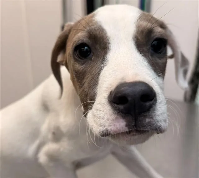 A baby small-sized male Pit Bull Terrier dog named Tofu for adoption in Tucson, AZ