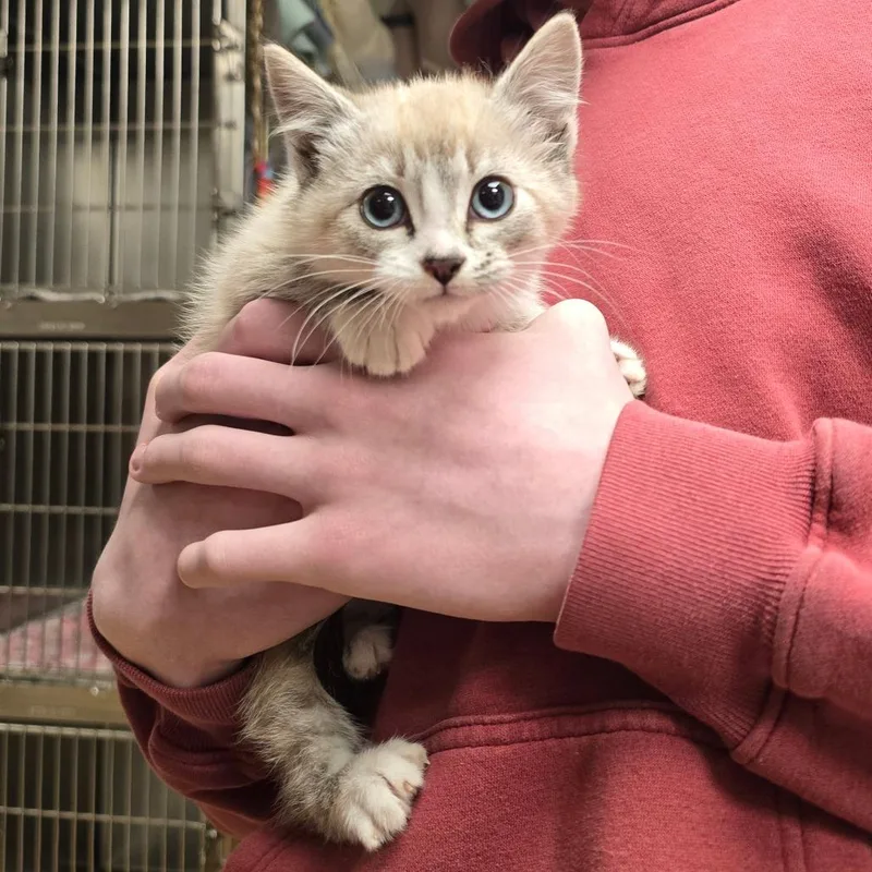 A baby small-sized female Siamese cat named Astrid for adoption in Spokane, WA