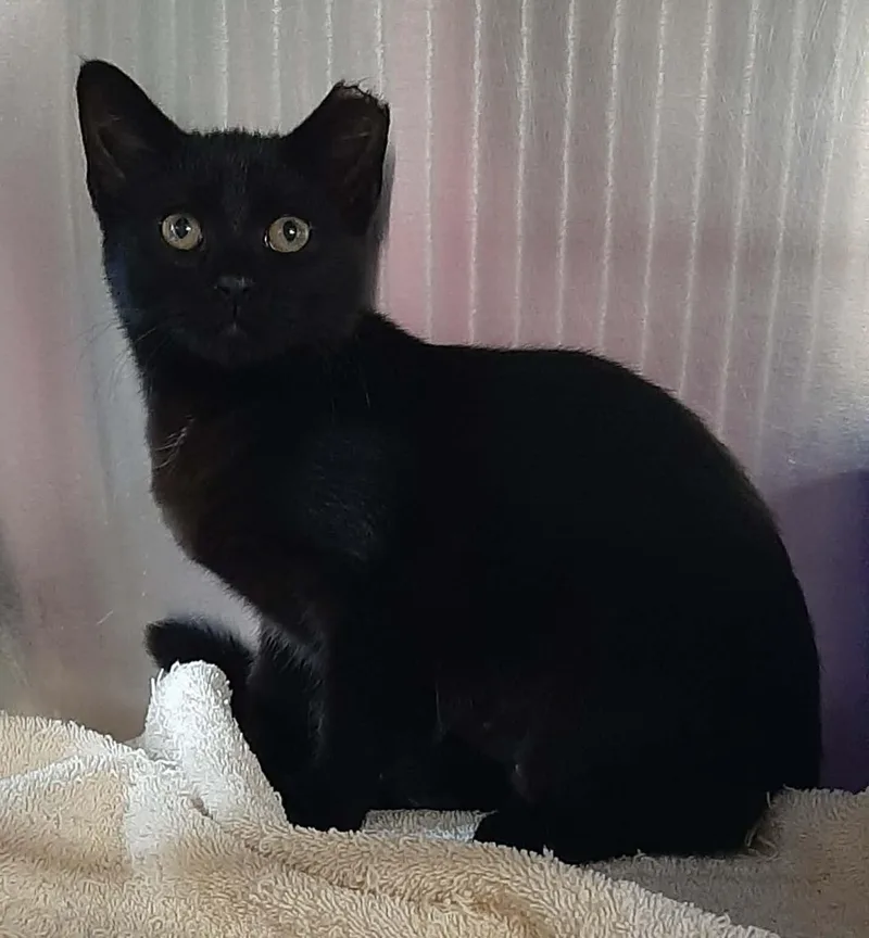 A young medium-sized female Black Bombay cat named Bear for adoption in Georgetown, OH