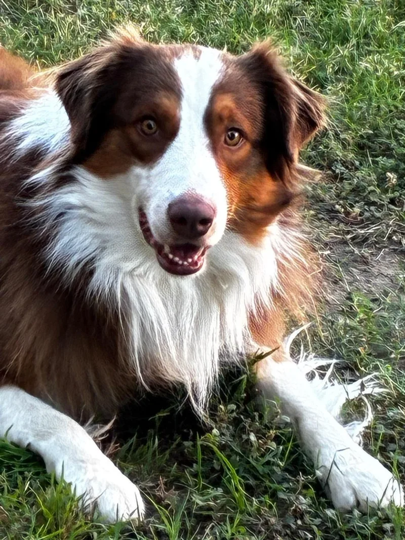 A young medium-sized male Australian Shepherd dog named Oso for adoption in Coarsegold, CA