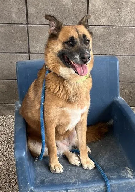 An adult large-sized female German Shepherd Dog dog named Spaghetti for adoption in Tucson, AZ