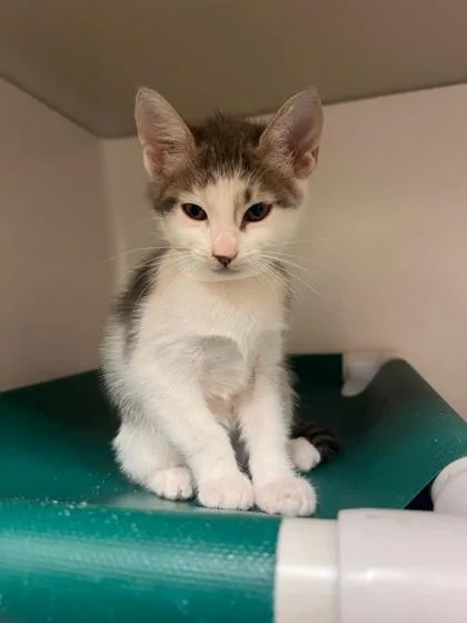A baby small-sized female Domestic Short Hair cat named Butter for adoption in Honolulu, HI
