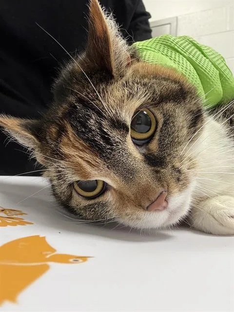 An adult small-sized female Domestic Short Hair cat named Liza for adoption in Indianapolis, IN