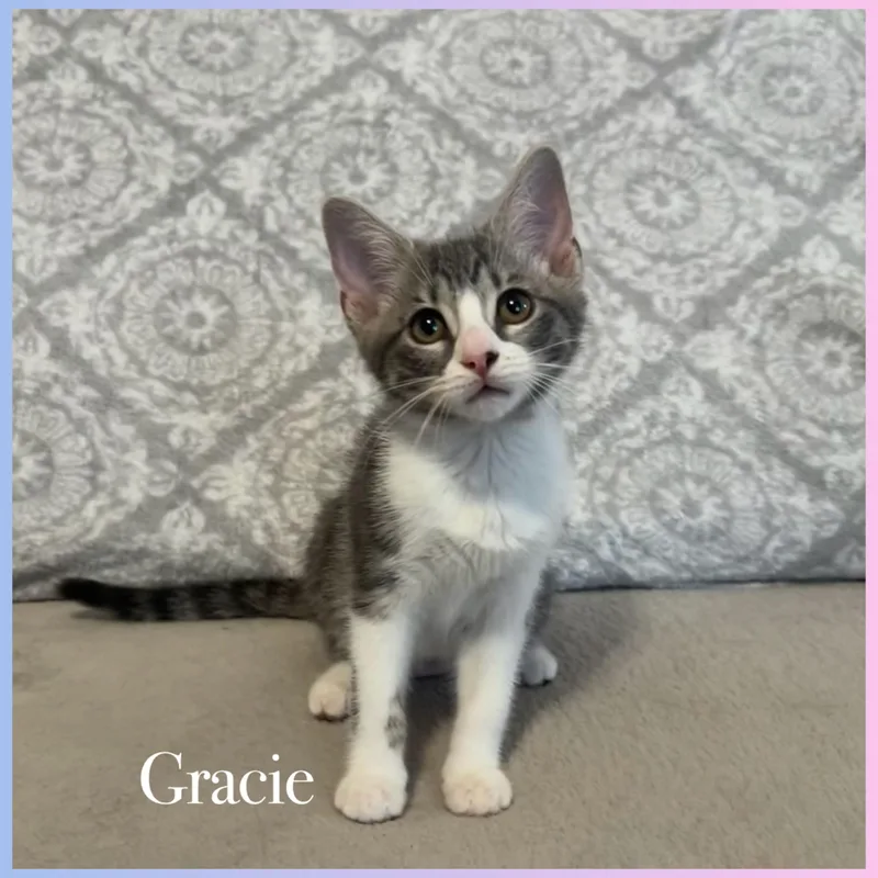A baby medium-sized female Tabby (Gray / Blue / Silver) Domestic Short Hair cat named Gracie for adoption in Lauderhill, FL