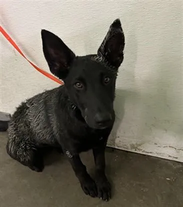 A young medium-sized female German Shepherd Dog dog named Susi for adoption in Los Angeles, CA