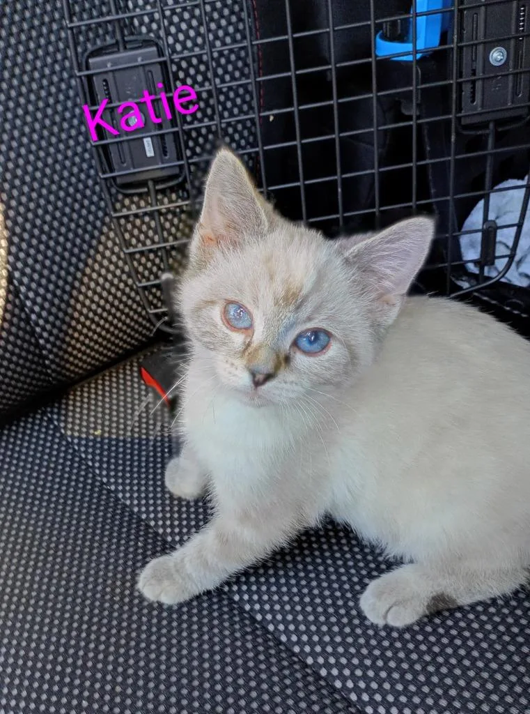A baby small-sized female Domestic Short Hair cat named Katie for adoption in Saint James, MN