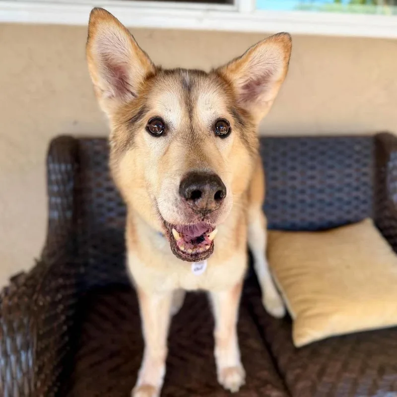A senior medium-sized male Brown / Chocolate Husky dog named Sven Stout for adoption in Ramona, CA