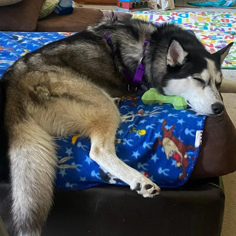 An adult medium-sized female Black Siberian Husky dog named Lotus for adoption in Bristol, IN