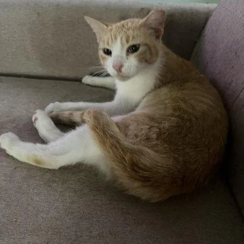 A young medium-sized female Tabby (Orange / Red) Domestic Short Hair cat named Oatmeal for adoption in Tampa, FL