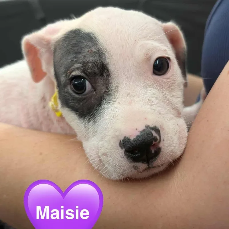 A young small-sized female Black Pit Bull Terrier dog named Maisie for adoption in Waggaman, LA