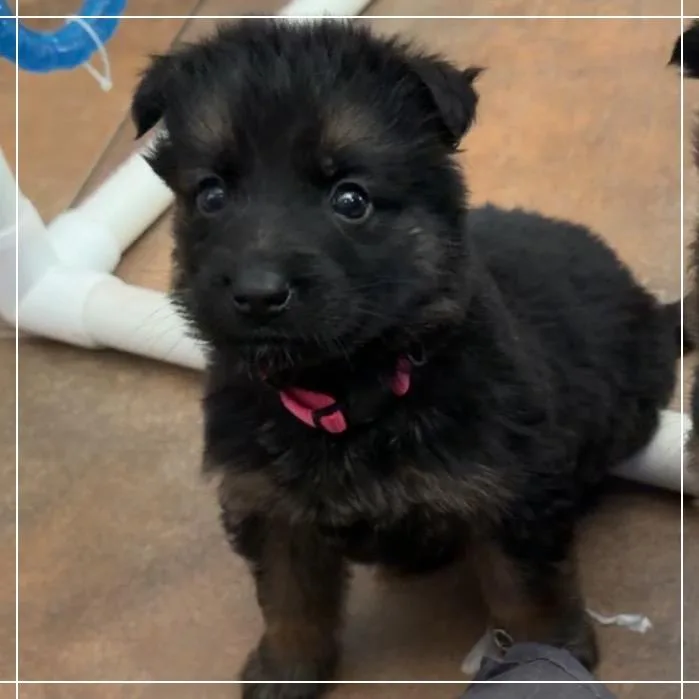 A baby large-sized female Black Shepherd dog named Annie Oakley for adoption in Chandler, AZ