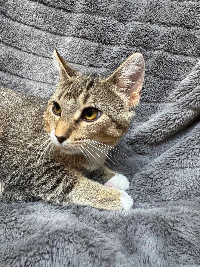 A baby medium-sized female Domestic Short Hair cat named Haaland for adoption in Alexandria, MN