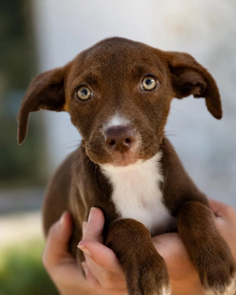 A baby extra large-sized female Terrier dog named Ginny for adoption in North Syracuse, NY