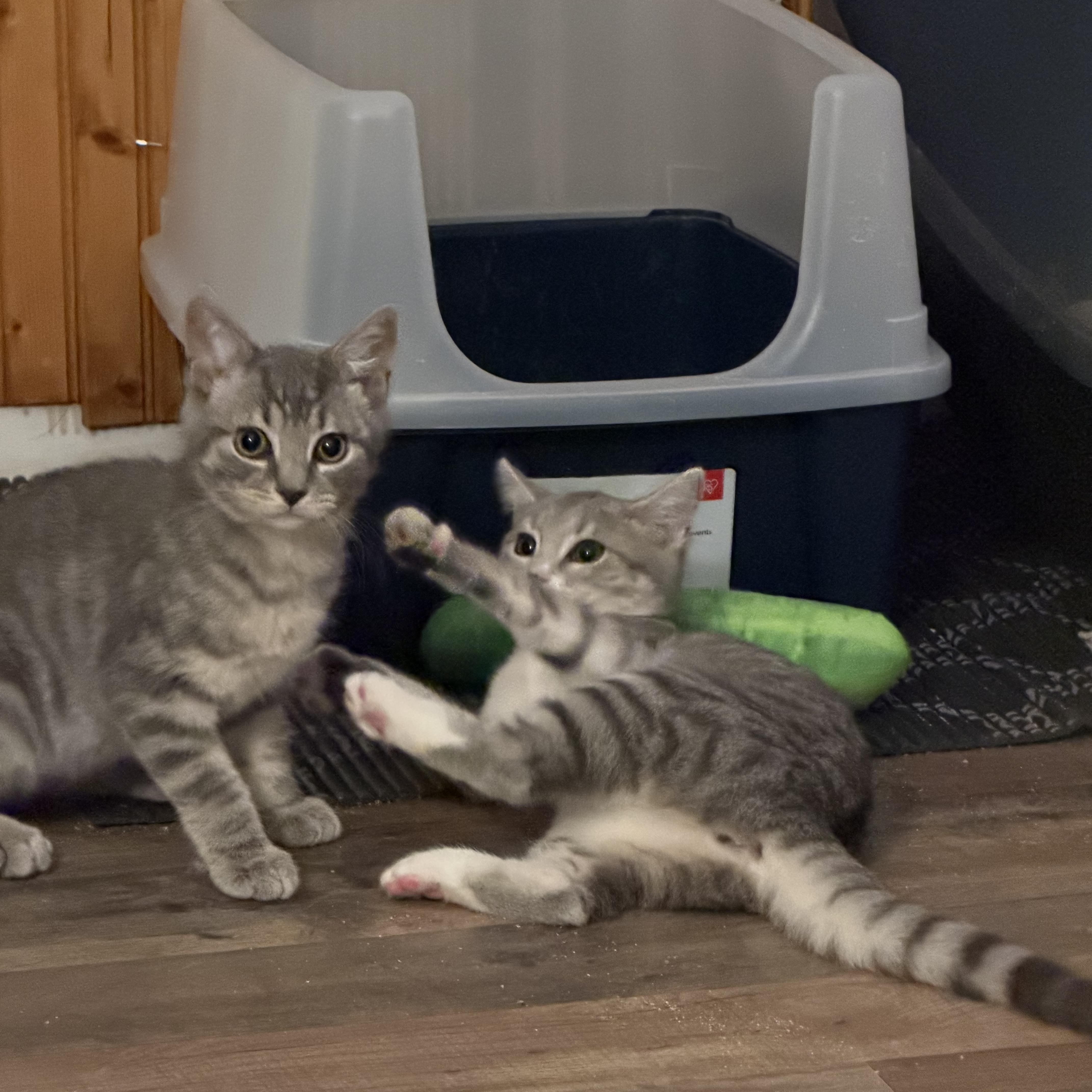 Millie & Milo thumbnail 4