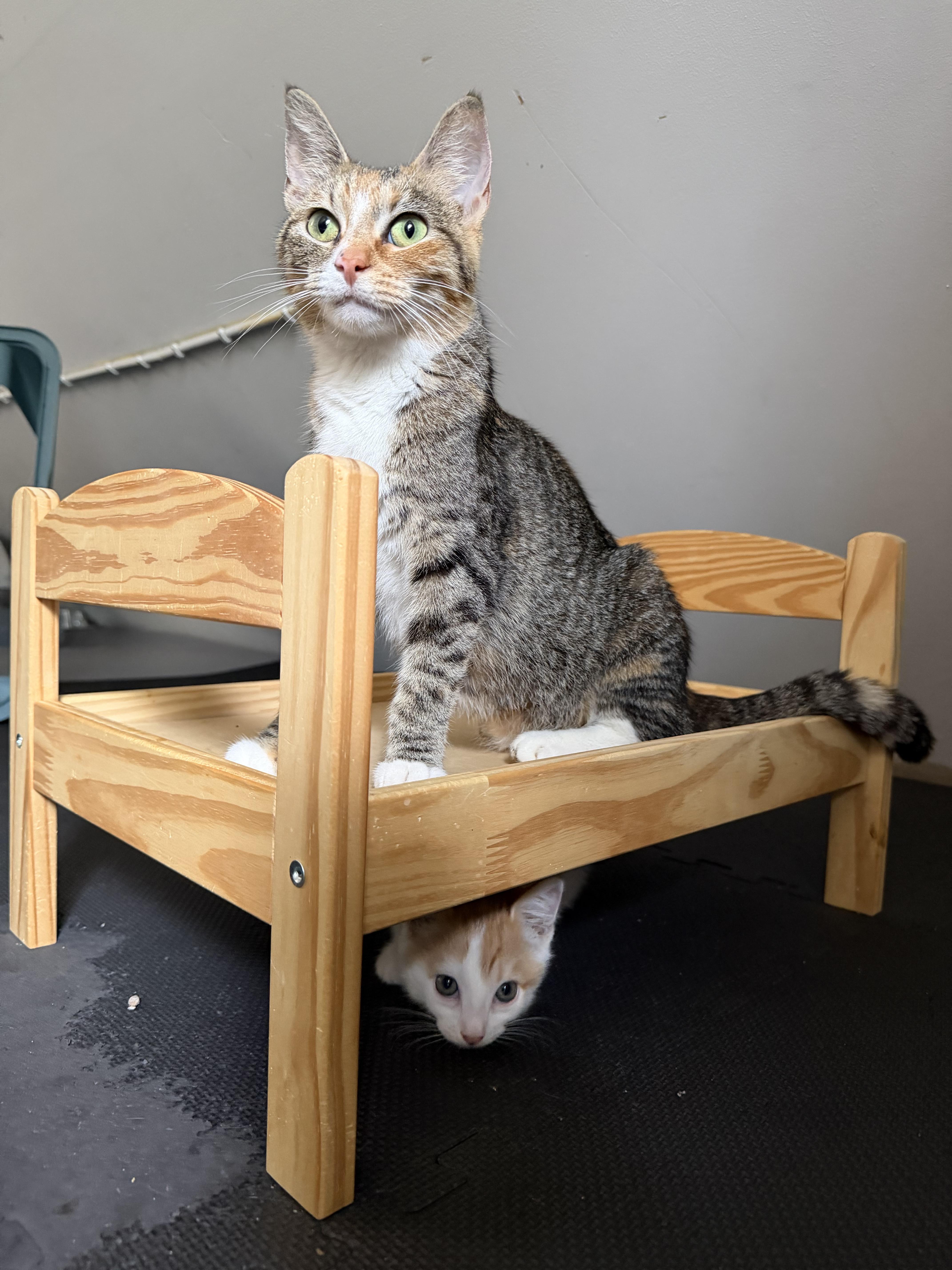 A young medium-sized female Torbie cat named Moira for adoption in Columbus, OH