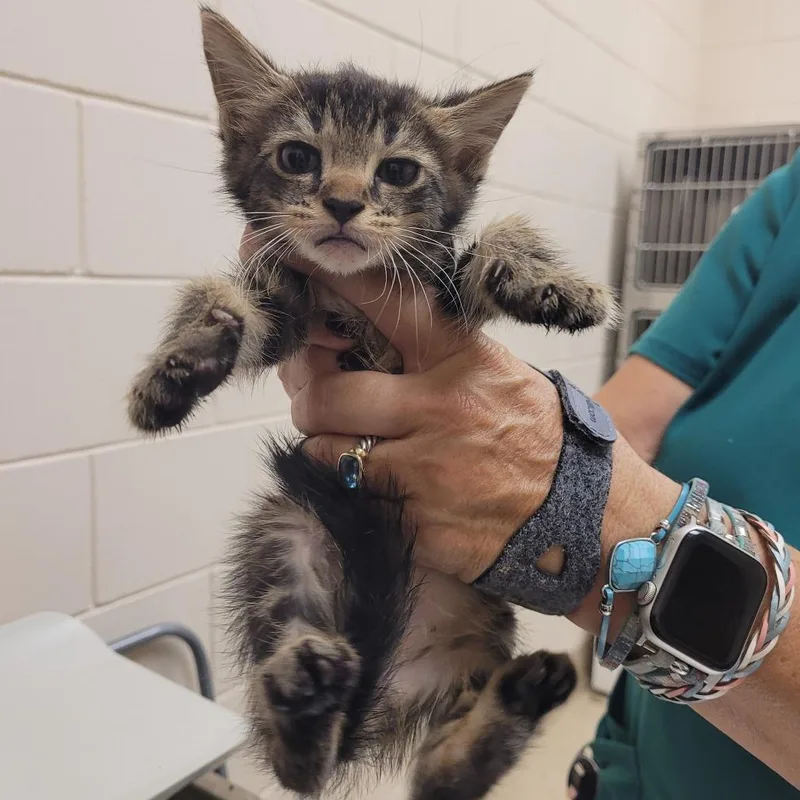 A baby small-sized female Brown / Chocolate Domestic Short Hair cat named SCFLStray_ for adoption in Lake Panasoffkee, FL