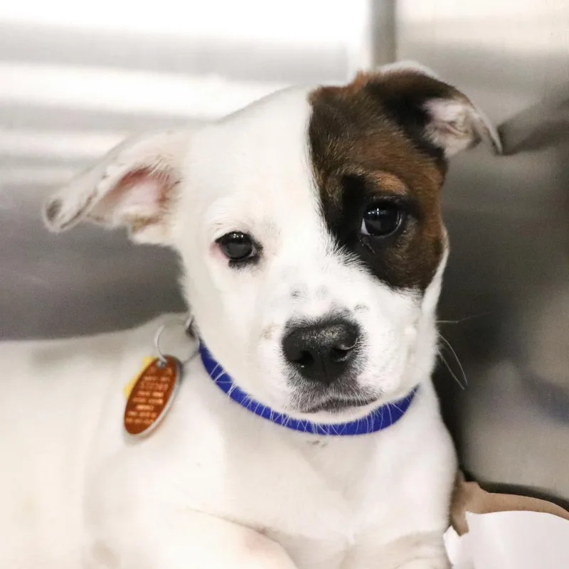 A baby small-sized male Mixed Breed dog named Rusty for adoption in Port Washington, NY
