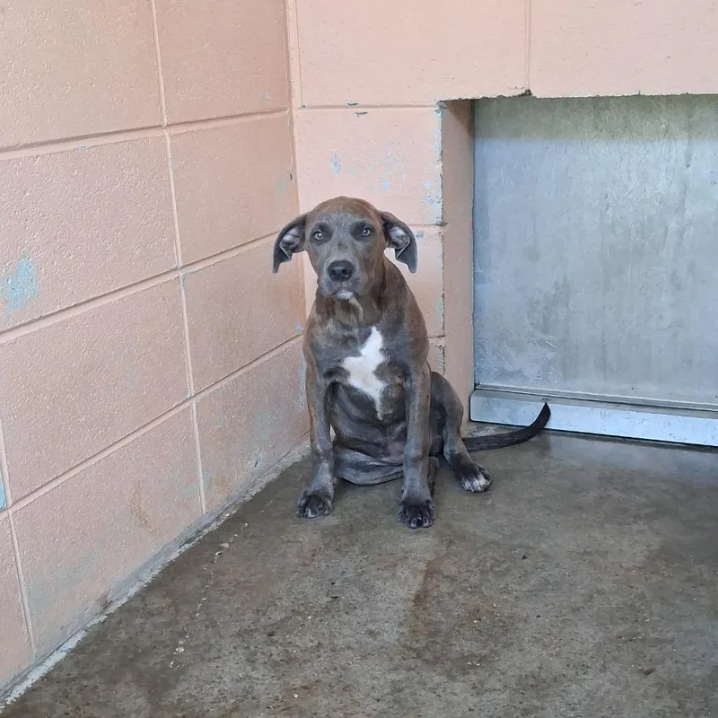 A baby medium-sized female Pit Bull Terrier dog named Tootsie for adoption in Gautier, MS