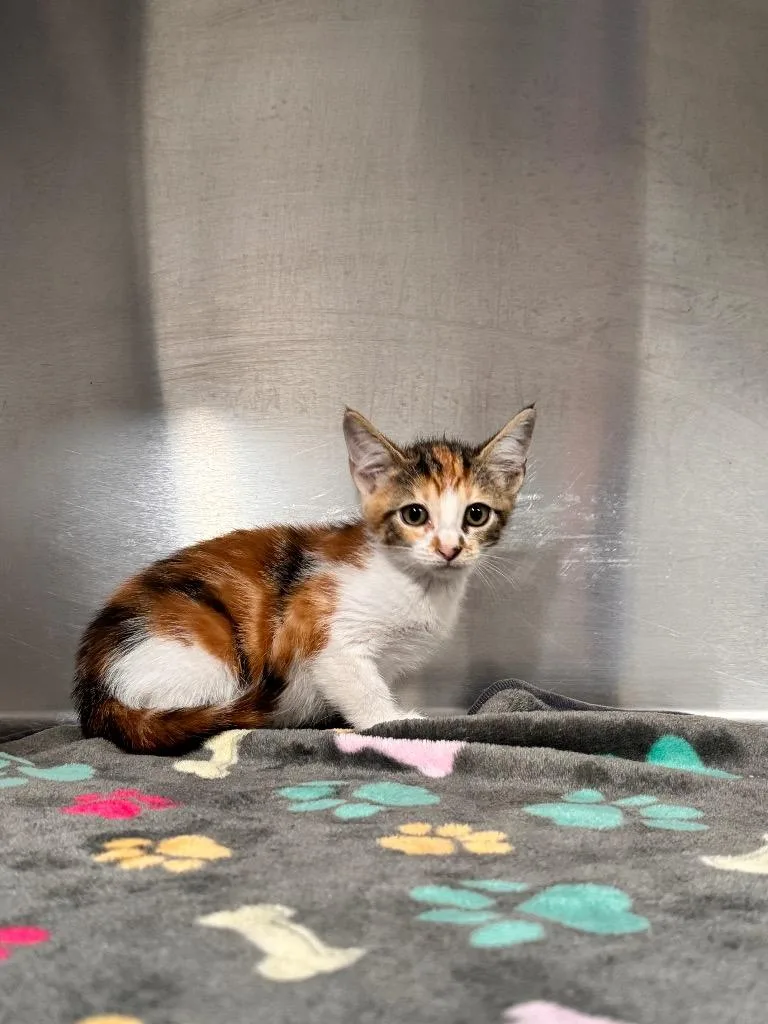 A baby small-sized female Domestic Short Hair cat named Lb for adoption in Labelle, FL